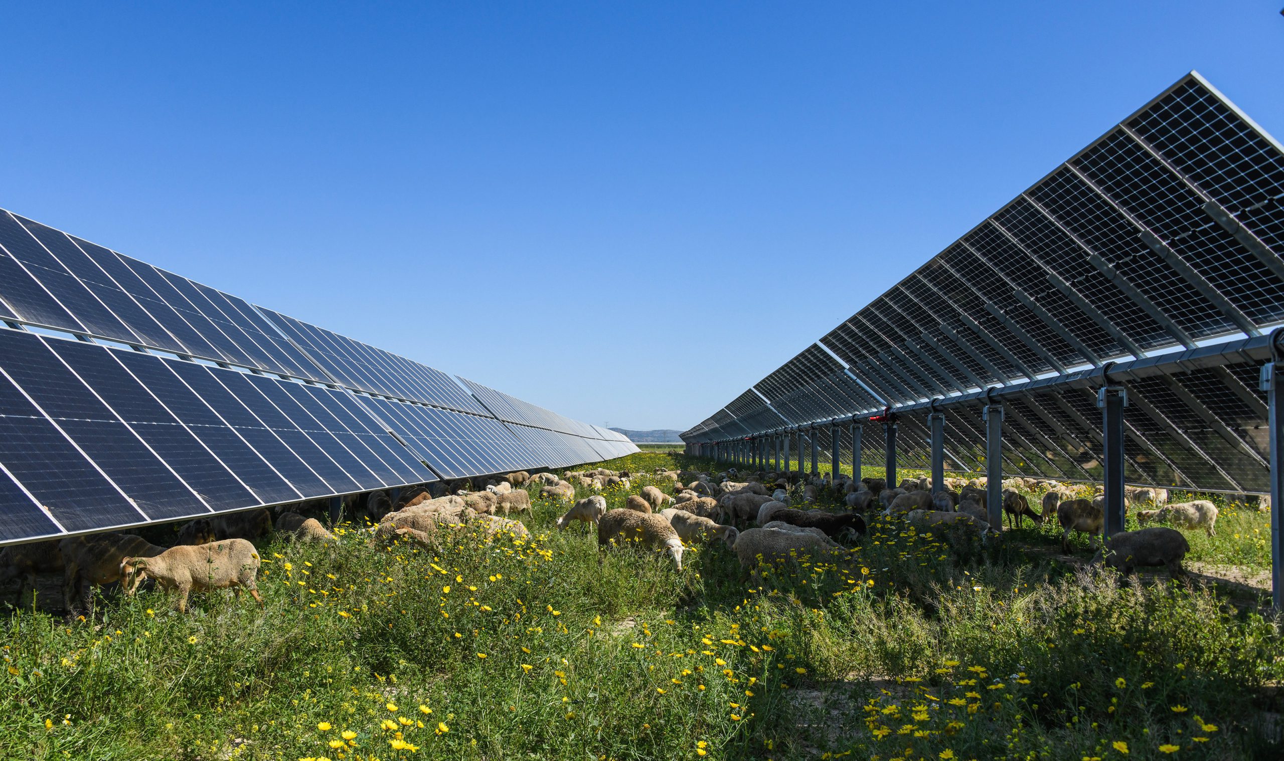 Proyecto fotovoltaico desarrollado por Soltec