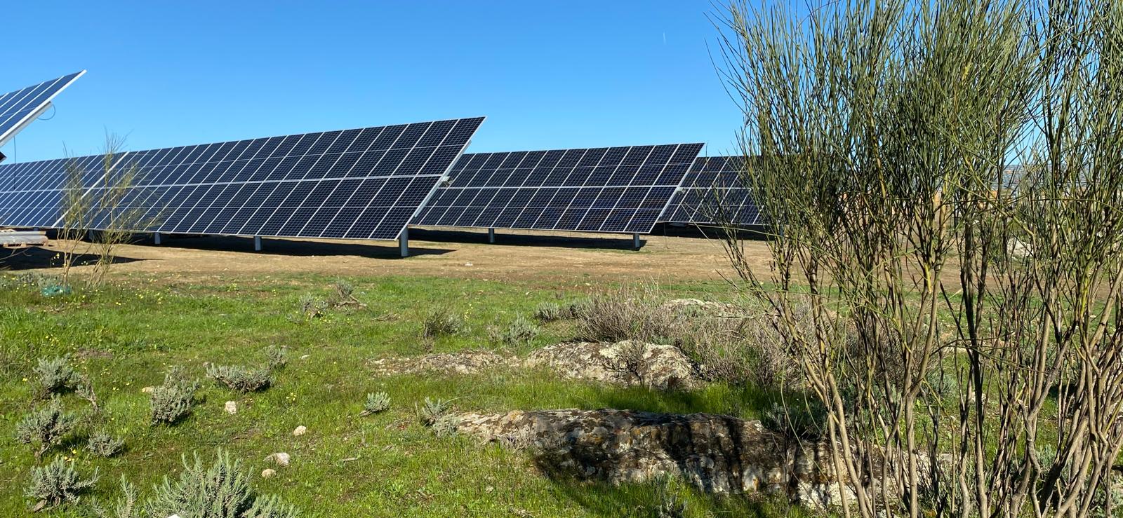 Proyecto fotovoltaico junto a vegetación