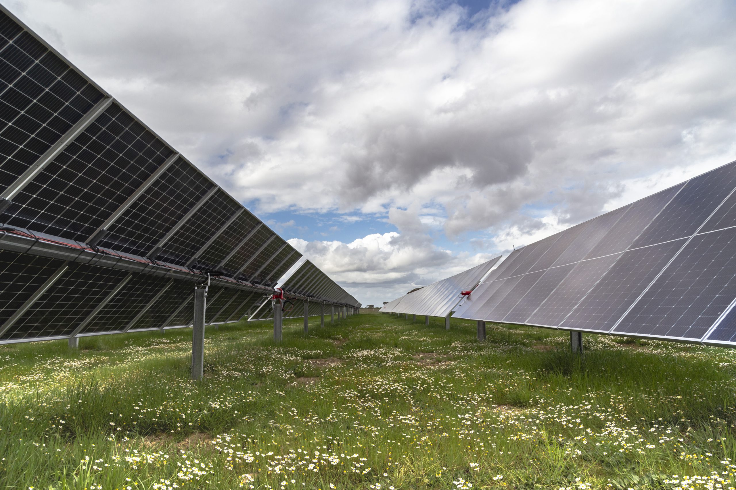 Photovoltaic panels on a Soltec solar tracker over a field with flowers.